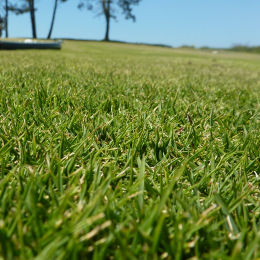 Korean Velvet Grass, Zoysia